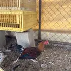 ديكه بلدي فاخره