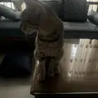 قط للتبني