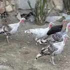 دجاج رومي للبيع