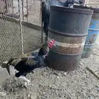 باكستاني