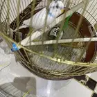 بادجي  عصفور