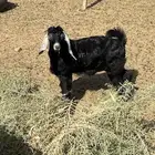 تيس فوق الشهرين للبيع
