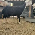 شياه للبيع