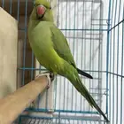 انثى ببغاء الدرة متكلمة
