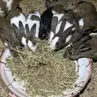 ارانب بلدي
