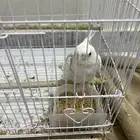 ببغاء روز للبيع