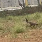 طاوس