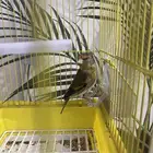 للبيع طير بندوق أوروبي