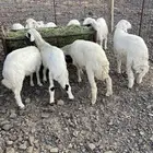 البيع طليان ورخال