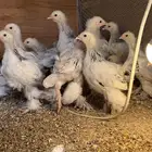 فروخ براهما كولبي