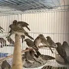حسون قري طائفي مغرد