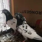 ازواج حمام باكستاني