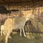 نعجبه ثنيه والد
