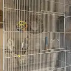 طيور كروان ذكر وانثى تغرد تبارك الله