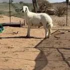 خروف مشروع فحل