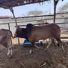 حسلان فاخر من الاخر