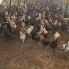 دجاج بلدي