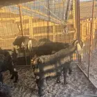 للبيع معزاء ولد العدد 10