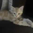 قط ذكر للتبني