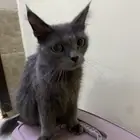 قطط همالايا