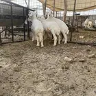 خلفات قرح