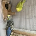 جوز بادجي معاه 5 فروخ ( تم البيع )