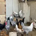 دجاج و ديوك