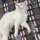 قط هملايا للتبني