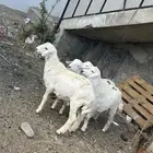 خرفان حري جذعان ع السوم