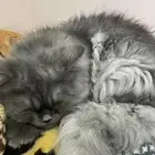 قط هملاي للتبني