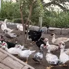 بط مصري