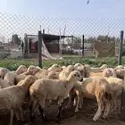 رخال رفيدي من 680