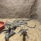 سنجاب طائر .أجوانا ازرق.ورل