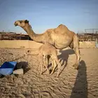 ناقه شماليه خلفيه
