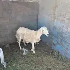 نعجه سدس معها خروف شطر واحد شغال الموقع خيبر