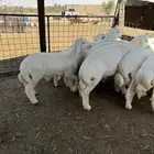 بهم حري فاخر
