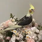 ببغاء كروان أليف للبيع