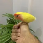 روز تربيه