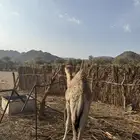 حاشي لباني سمين