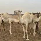 قعود حوار عوني على بعير نشاء النفيعي نوفان