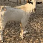 للبيع معزا بيشيات كحل صنف