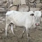 بقرة للبيع