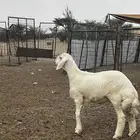 مشروع فحل صنف ضغط عالي