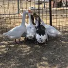 وز بلدي بياض ومنتج