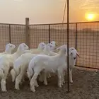 طليان بر للثلاجه