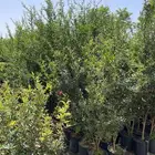 اشجار
