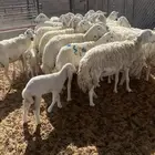 غنم حرى للبيع العد د21