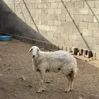 يوجد رخل الموقع في احد رفيده