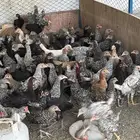 دجاج بلدي