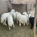 طليان فاخره وطيبه بالحيل بريه((( تم البيع))
